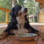 10 Essential Supplies Every Pet Owner Should Have - Keralam Chronicles