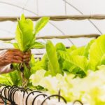 Benefits of Organic Gardening | Keralam Chronicles