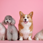 Emotional Benefits of Owning a Pet - Keralam Chronicles