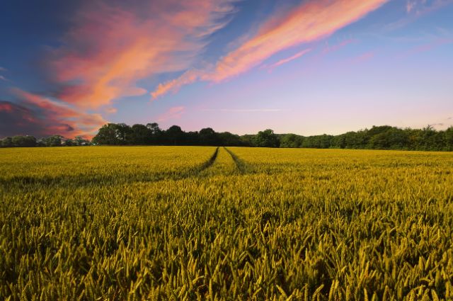 The Attraction of Farming for Kerala’s Younger Generation: Balancing Revenue Challenges