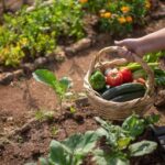 Starting a Garden - Beginner's Guide - Keralam Chronicles