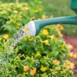 Watering Techniques for Healthy Plants - Keralam Chronicles