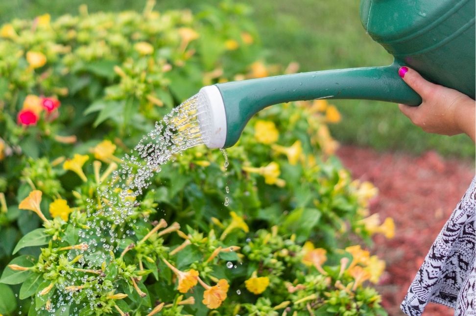 Watering Techniques for Healthy Plants