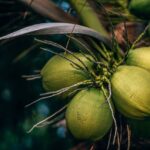 Role of Coconut in Kerala Beauty Regimens | Keralam Chronicles