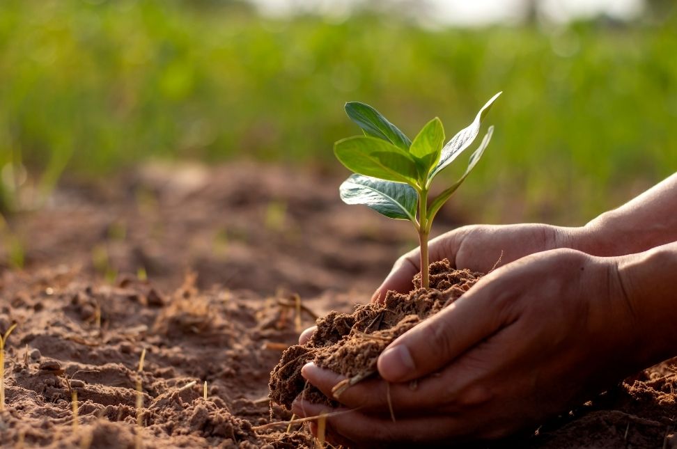 Understanding Soil Types and Soil Health