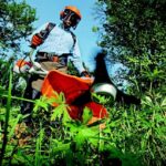 AI in Gardening Predictive Analytics | Keralam Chronicles