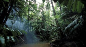 Adventure in the Amazon Rainforest: Exploring It!