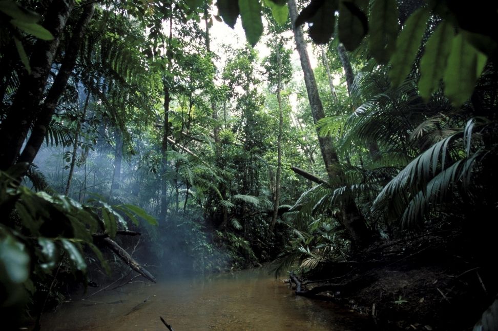 Adventure in the Amazon Rainforest: Exploring It!