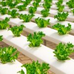 Augmented Reality for Plant Identification - Keralam Chronicles