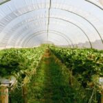Designing and Building a Greenhouse | Keralam Chronicles