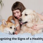 Recognizing the Signs of a Healthy Pet - Keralam Chronicles
