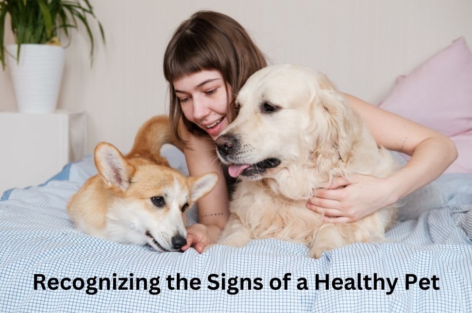 Recognizing the Signs of a Healthy Pet - Keralam Chronicles