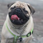 Understanding Canine Body Language - Keralam Chronicles