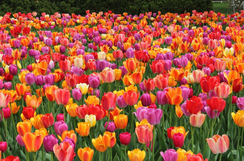 Exploring the Beauty of the Canadian Tulip Festival