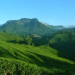 Munnar Hill Station: A Journey through Tea Plantations and Enchanting Landscapes