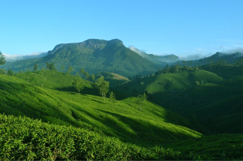 Munnar Hill Station: A Journey through Tea Plantations and Enchanting Landscapes