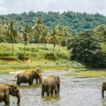 Periyar Wildlife Sanctuary, also known as Periyar Tiger Reserve