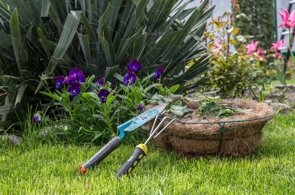 Top 10 Low-Maintenance Plants for Busy Gardeners