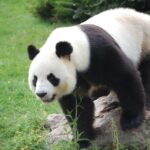 are pandas actually bears