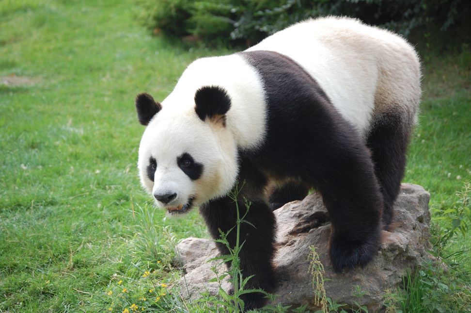 are pandas actually bears