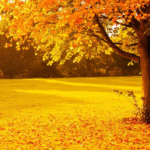 best places to experience fall foliage