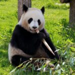 how long do giant pandas live - Keralam Chronicles