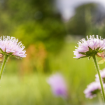 how to create a pollinator-friendly garden