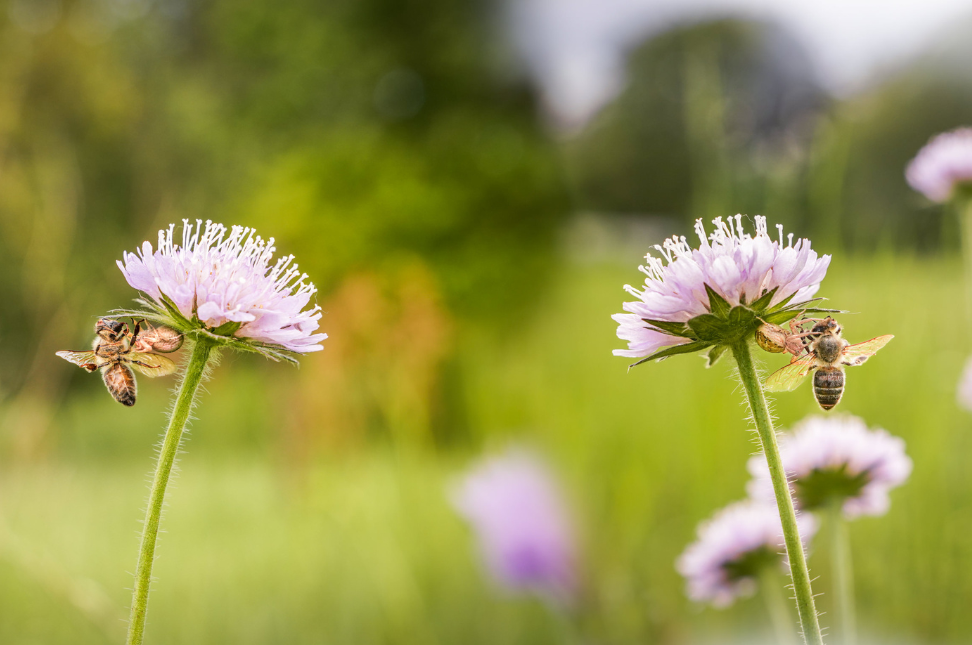 how to create a pollinator-friendly garden