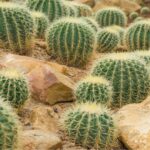 how to grow and care for succulents and cacti | Cactus - Keralam Chronicles