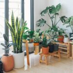 the best plants for indoor gardening
