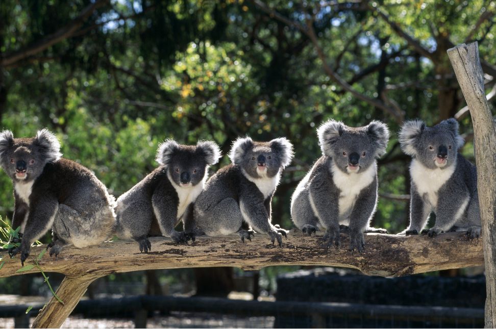 Exploring Brisbane - Lone Pine Koala Sanctuary  - Keralam Chronicles