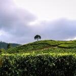 How to Explore Kerala's Hill Stations - Keralam Chronicles | Kerala Tour