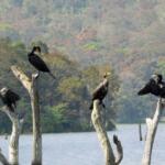 How to Explore Thekkady Wildlife Sanctuary - Keralam Chronicles | Kerala Tour