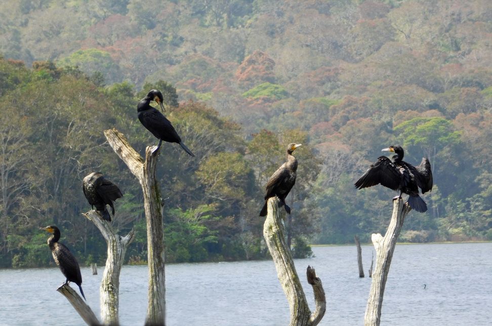 How to Explore Thekkady Wildlife Sanctuary - Keralam Chronicles | Kerala Tour