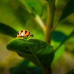 How to See Kerala's Flora and Fauna - Keralam Chronicles | Kerala Tour