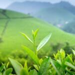 How to See Kerala's Tea Plantations - Keralam Chronicles