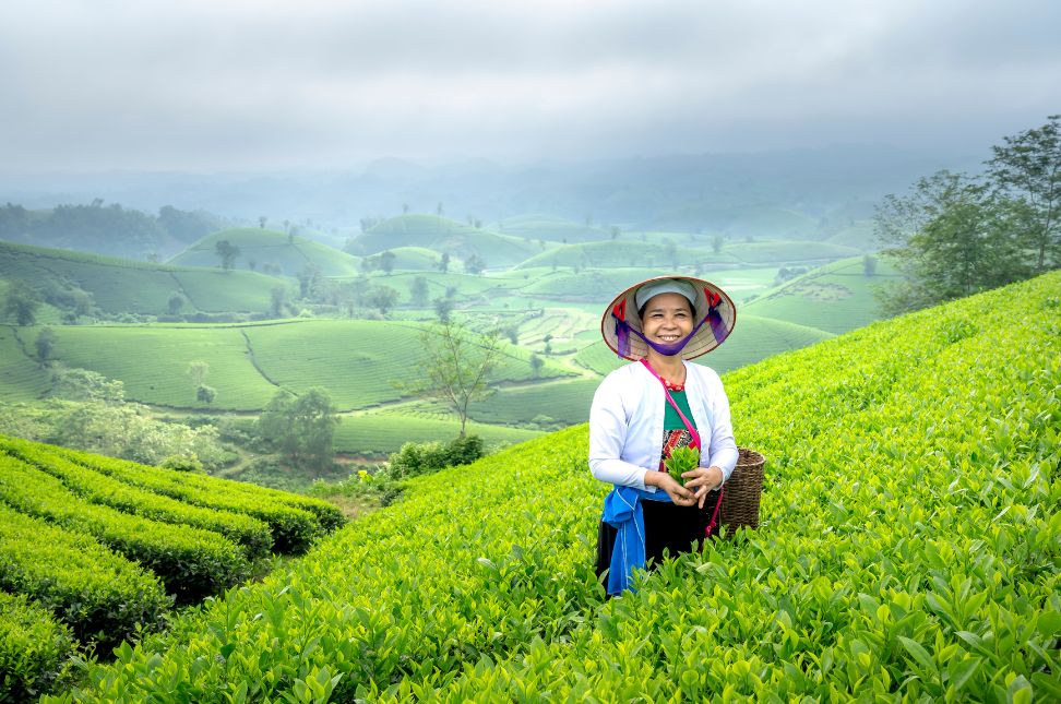 How to See Kerala's Tea Plantations - Keralam Chronicles