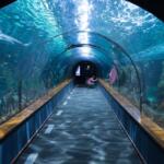 How to Visit Dubai Aquarium - Keralam Chronicles