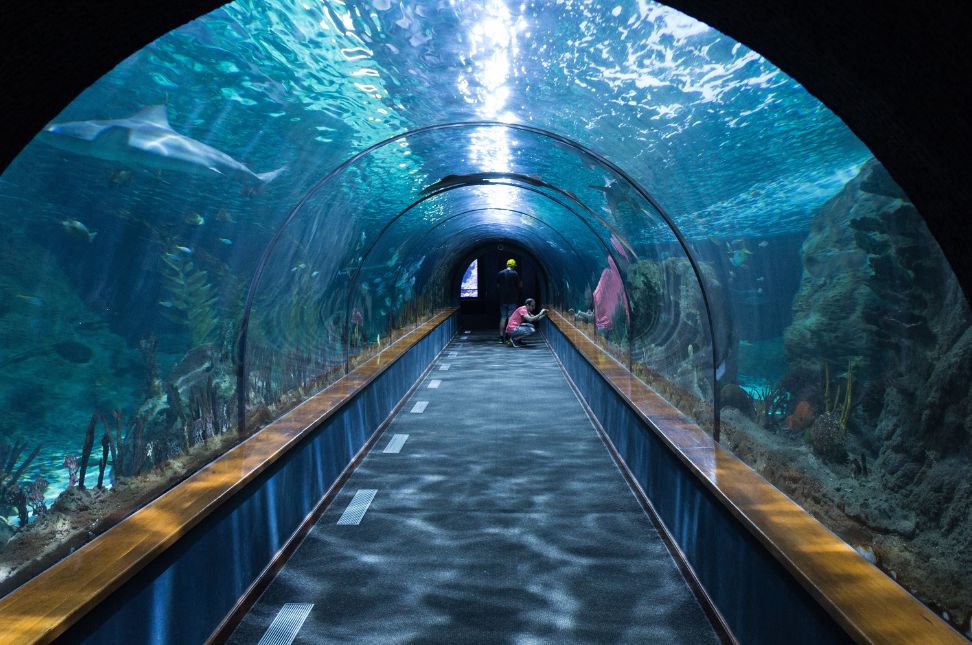 How to Visit Dubai Aquarium - Keralam Chronicles