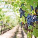 How to Visit the Vineyards of Tuscany - Keralam Chronicles