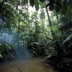 Rainforest tours in Australia - Keralam Chronicles