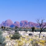 Wildlife Tours in Australia - Keralam Chronicles