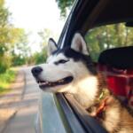 dog road trip essentials - Keralam Chronicles