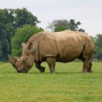 impact of wildlife conservation efforts - Keralam Chronicles
