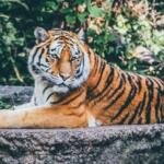 luxury safari tours - Keralam Chronicles
