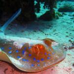 top diving spots in Australia - Keralam Chronicles