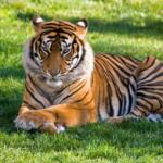 Exploring the Parambikulam Tiger Reserve - Keralam Chronicles