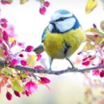 Kumarakom Bird Sanctuary - Keralam Chronicles