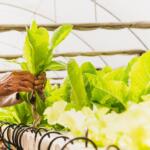 Organic gardening tips - Keralam Chronicles