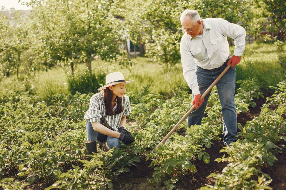 vegetable gardening tips - Keralam Chronicles